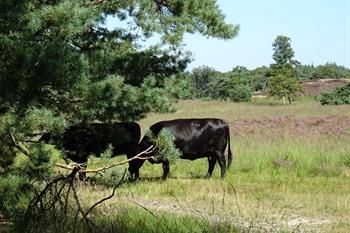 Koersels Kapelleke Beringen