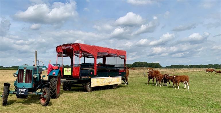 Koesafari in Ommen