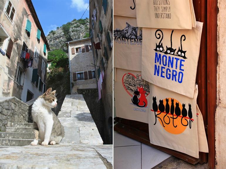 Kotor, stad van de katten