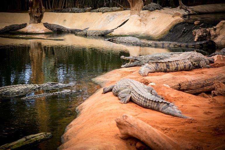 Krokodillenboerderij in Pierrelatte in de Ardèche, Frankrijk