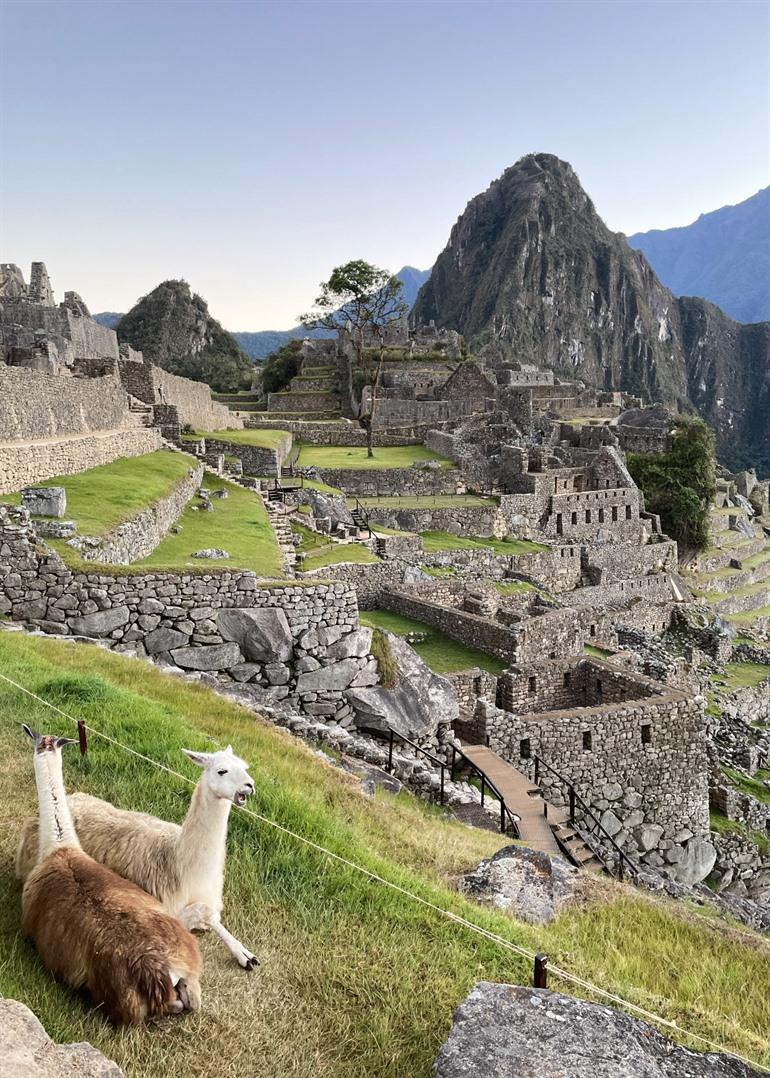 Lama's maken het zicht op Machu Picchu compleet