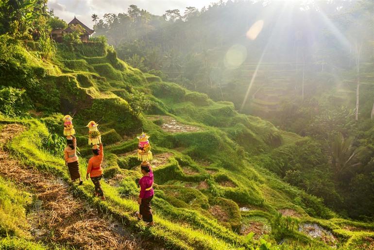 Landbouw, Ubud, Bali