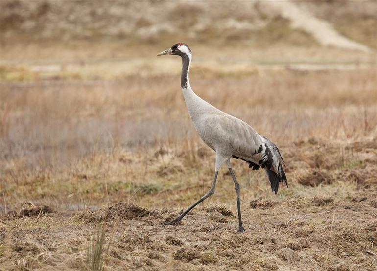 Le Parc du Marquenterre Baai van de Somme