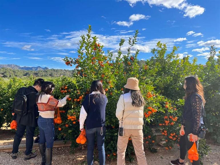Leer de traditionele sinaasappelteelt tijdens een rondleiding door een sinaasappelboerderij