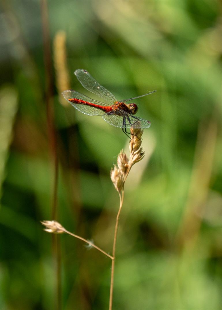 Libelle in de moerassen