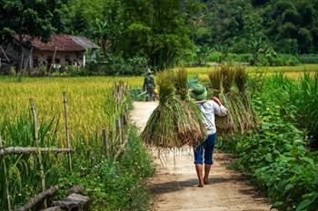 Lokale boeren en de rijstvelden in Cao Bang 