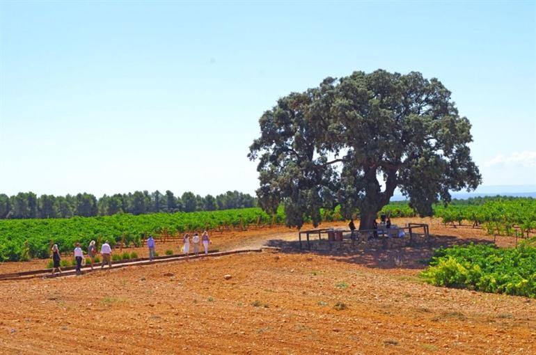 Lokale wijngaard in Valencia bezoeken, Spanje