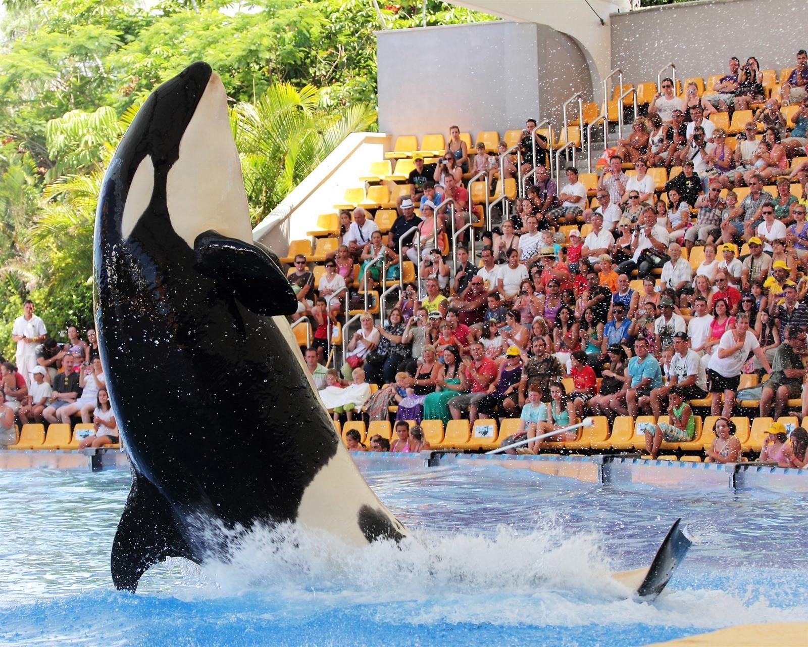 Loro Parque en Siam Park in Tenerife bezoeken? Info, tips &amp; tickets