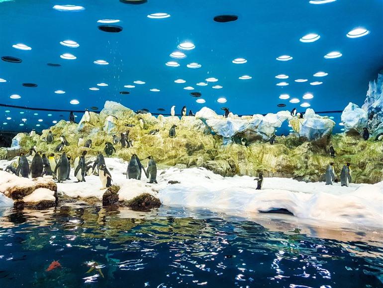 Loro Parque pinguïn