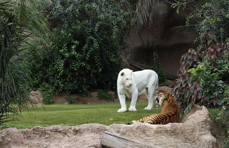Loro Parque tijgers