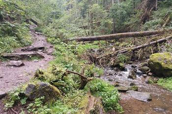 Lotenbachkloof wandeling, Zwarte Woud