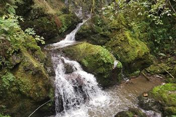 Lotenbachkloof wandeling, Zwarte Woud