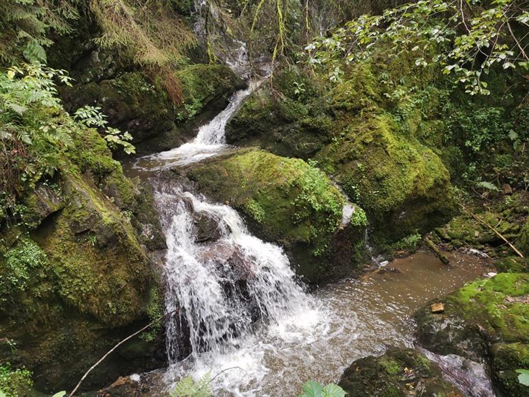 Lotenbachkloof wandeling, Zwarte Woud