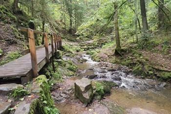 Lotenbachkloof wandeling, Zwarte Woud