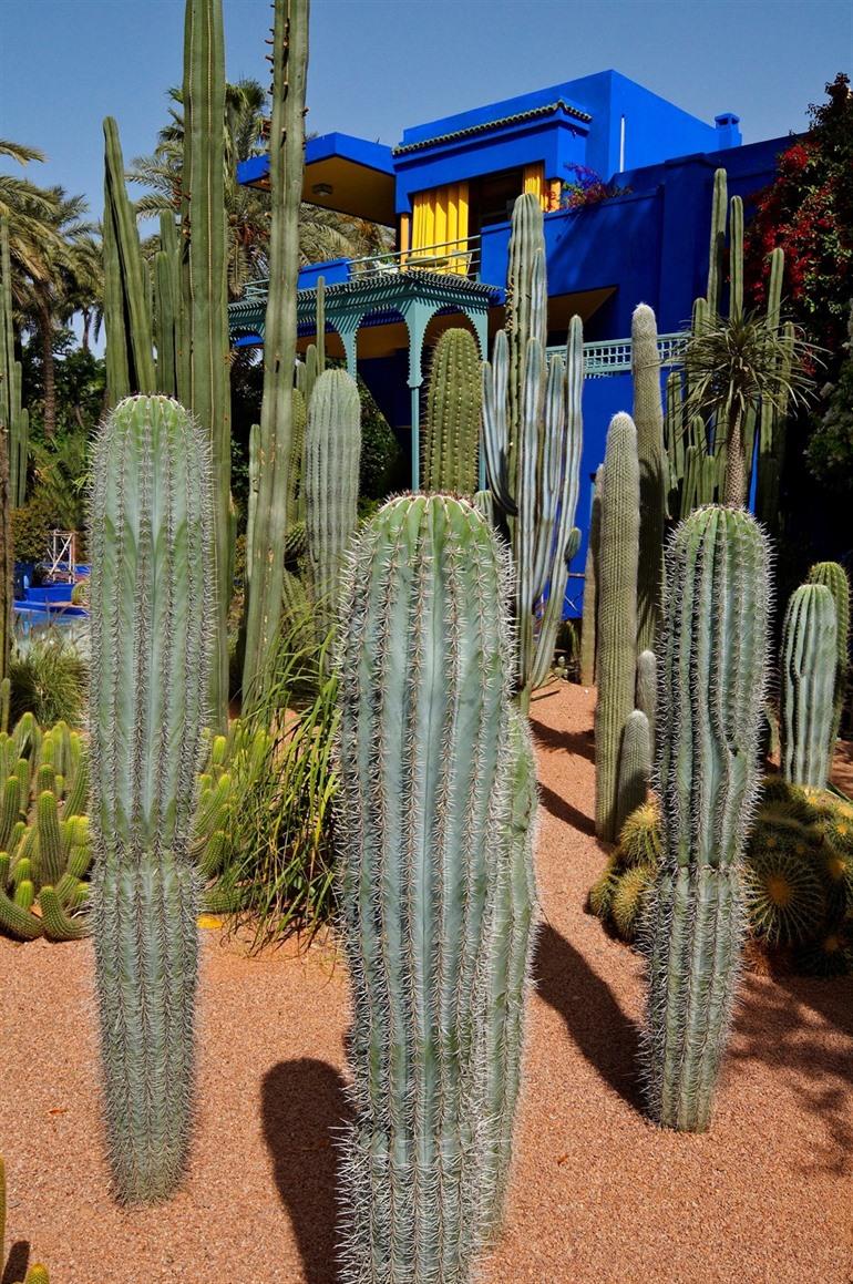 Majorelletuin in Marrakesh