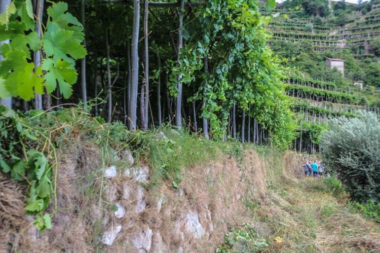 Marisa Cuomo wijnwandeling