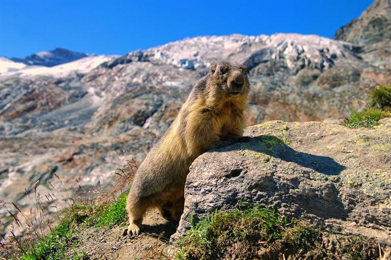 Marmotten in het natuurgebied