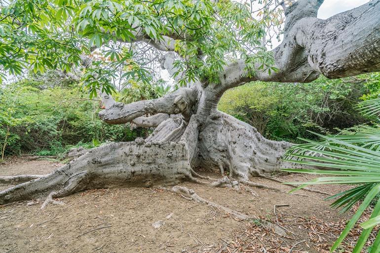 Meer dan 800 jaar oude boom bij Hofi Pastor, Curaçao
