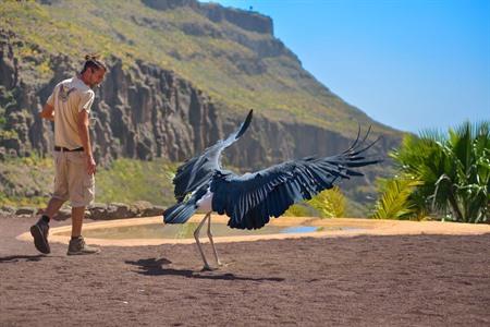 Mis de roofvogelshow niet tijdens je bezoek aan het Palmitos Park
