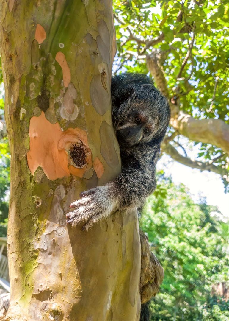 Monnikssaki in het Amazonewoud