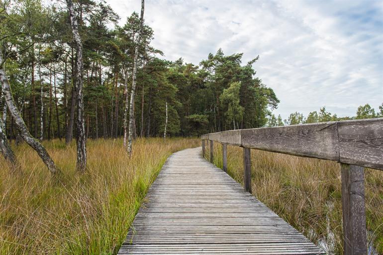 Mooie wandelpaden in Diersfordter Wald