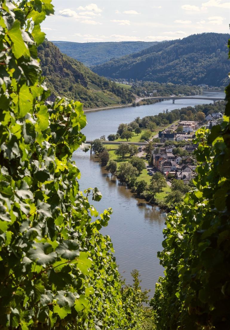 Moselsteig wandelen