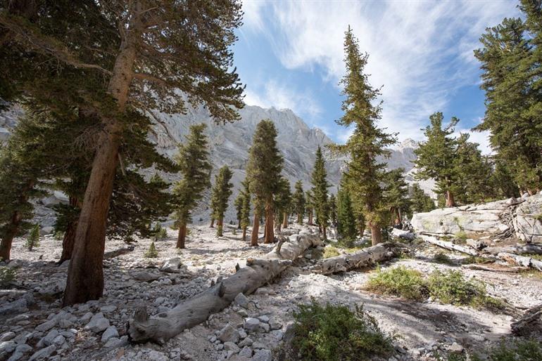 Mount Whitney USA Sequoia