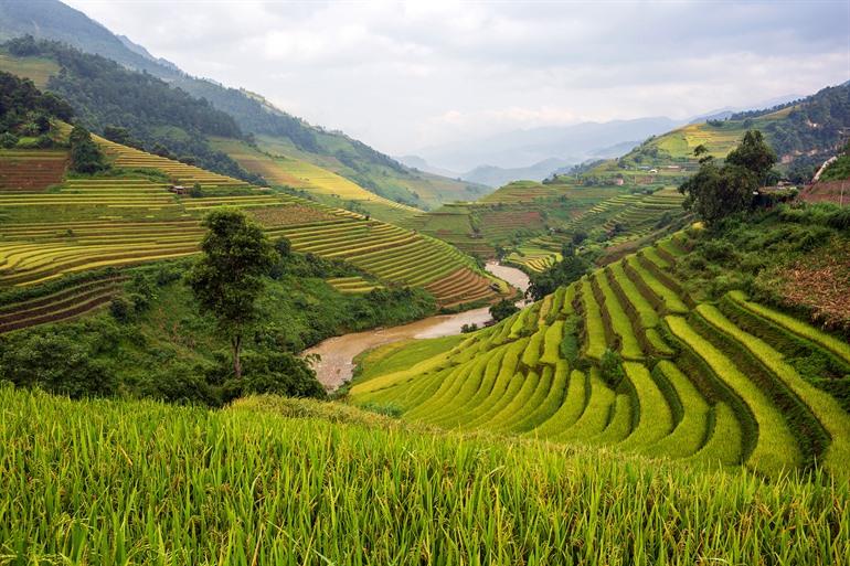 Mu Cang Chai rijstvelden 