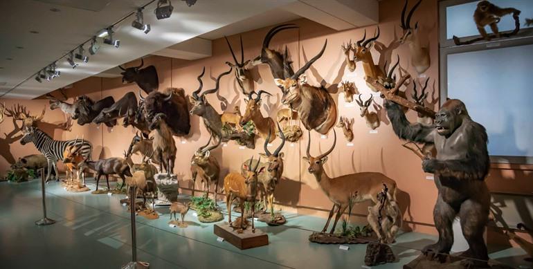 Muséum d'Histoire Naturelle de Tours
