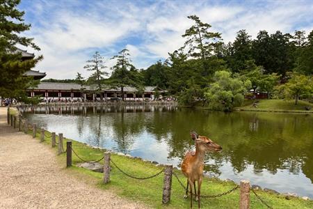 Bezienswaardigheden in Nara: wat te zien en te doen in de oude, historische hoofdstad van Japan