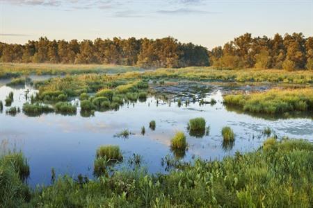 Nationaal Park De Biesbosch