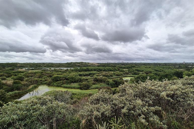 Natuur- en duinengebied Meijendel