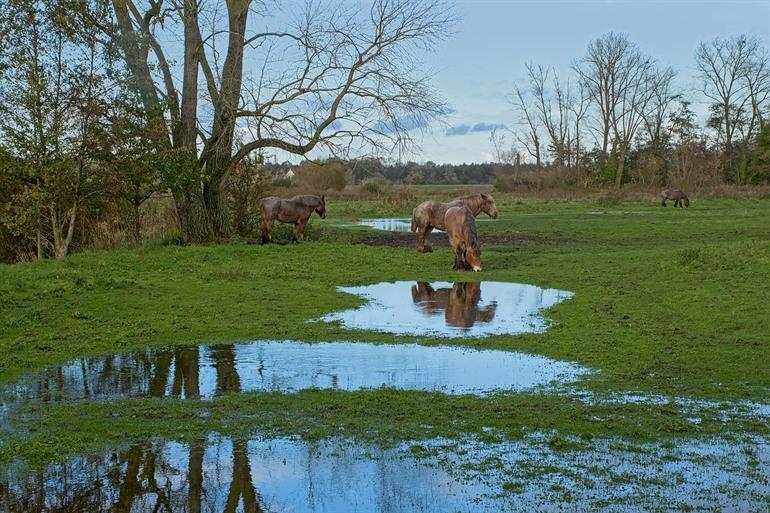 Natuurgebied Bourgoyen-Ossemeersen