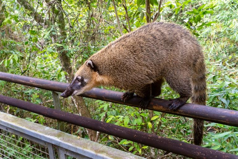 Neusberen op de wandelpaden van Iguazú Falls