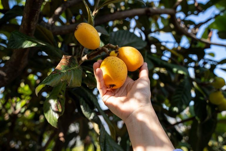 Nispero's (ook wel bekend als loquat) uit Callosa d'en Sarria