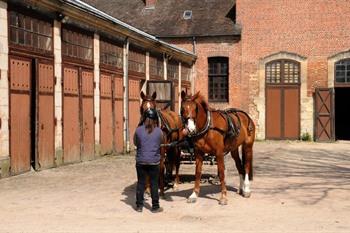 Normandie, pin du haras