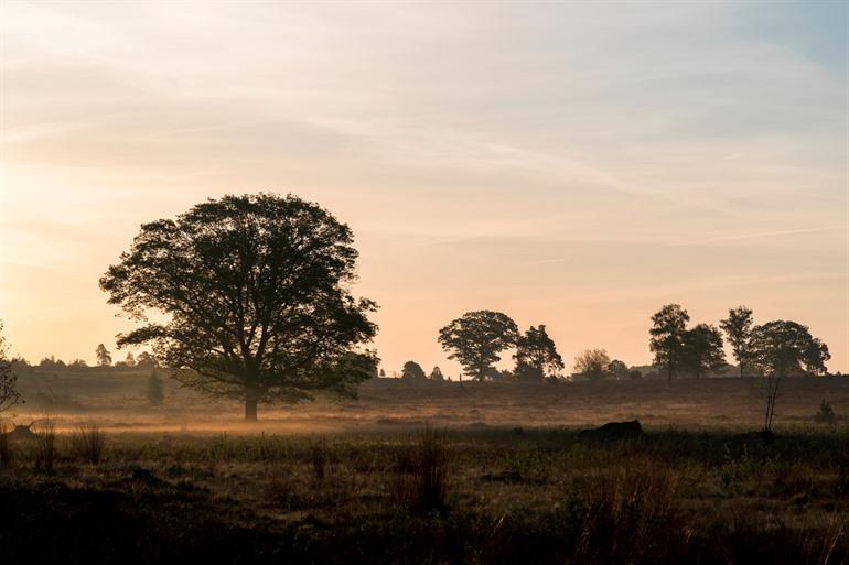 Ochtendwandeling op de heuvelrug