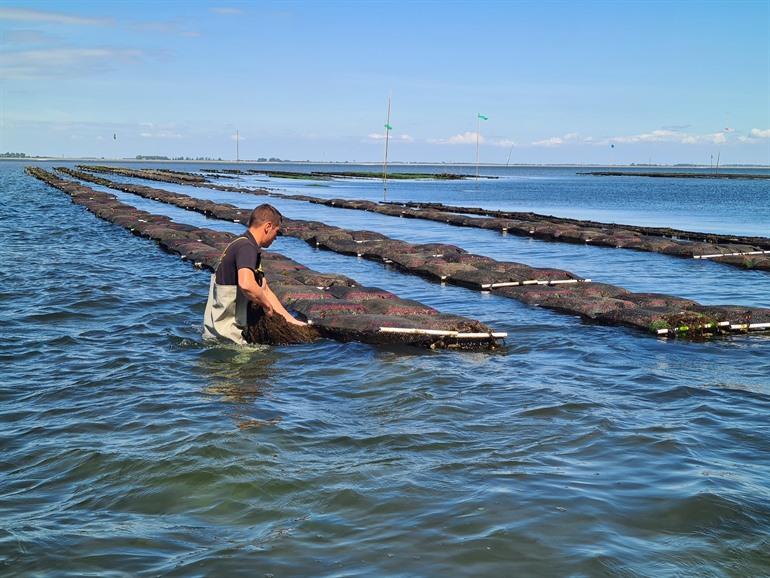 Oesterkweker aan de oesterbanken