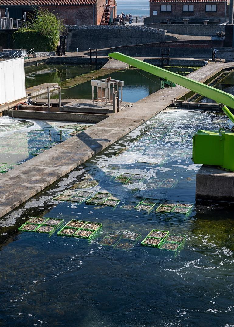 Oesterkwekerij bezoeken in Yerseke, Zeeland