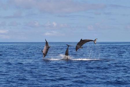 Of boek je excursie zwemmen met dolfijnen op het eiland Terceira