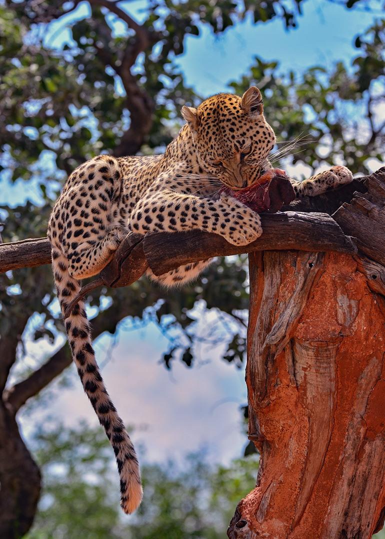 Okonjima Nature Reserve