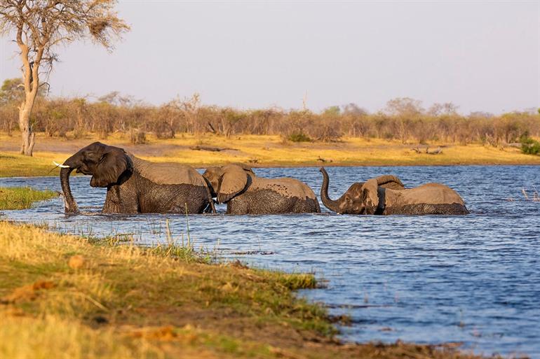 Olifanten in het Bwabwata National Park