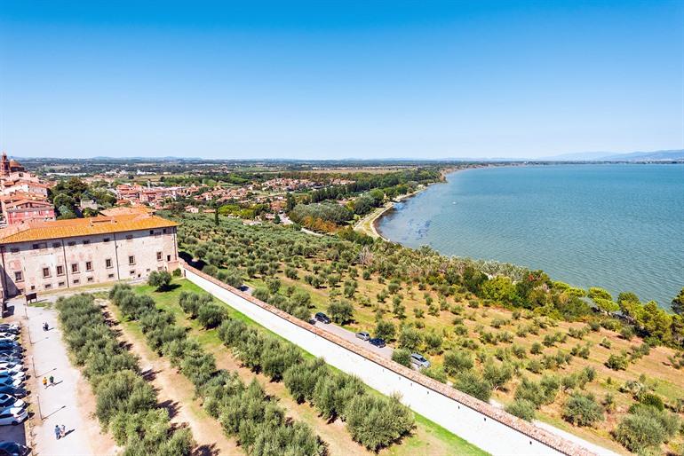 Olijfbomen in de buurt van Castiglione del Lago
