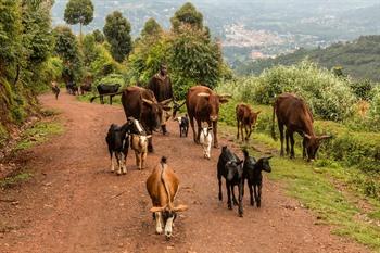Omgeving Lake Bunyonyi