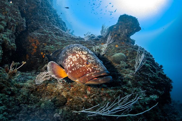 Onderwaterwereld bij de Medes-eilanden