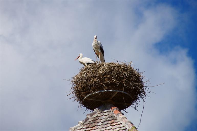 Ooievaarsnest boven Eguisheim