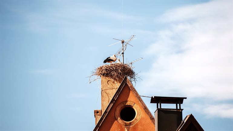 Ooievaarsnest in Hunawihr
