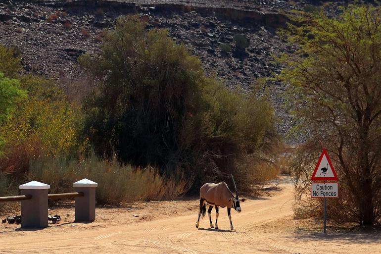 Oryx spotten in de buurt van Fish River Canyon