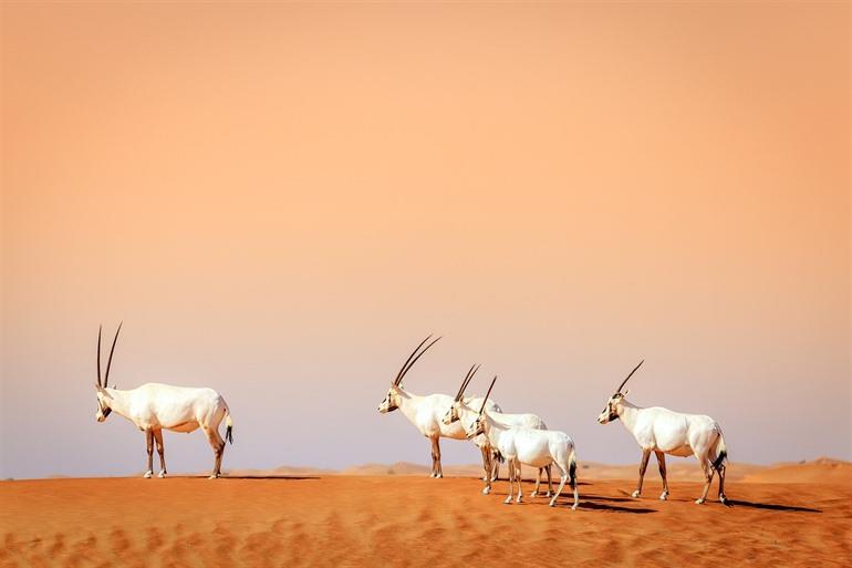 Oryxen in het Dubai Desert Conservation Reserve, VAE