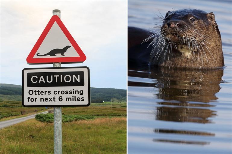 Otters spotten op Isle of Mull, Schotland